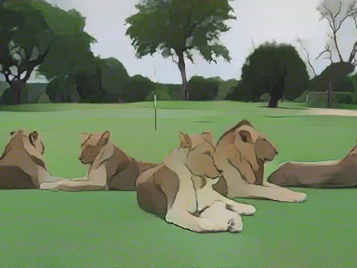 Lions, leopards and hyenas roam freely on this unfenced golf course in Kruger National Park