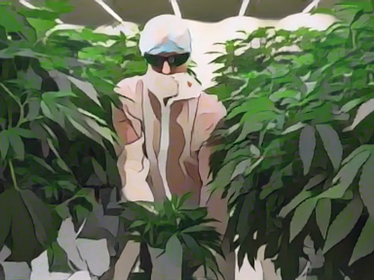 Pilot project for the sale of legally grown cannabis launched in the Netherlands