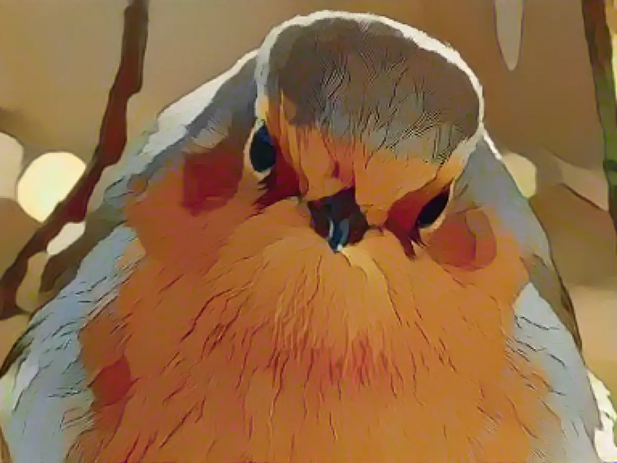 Why the robin is the Christmas bird par excellence