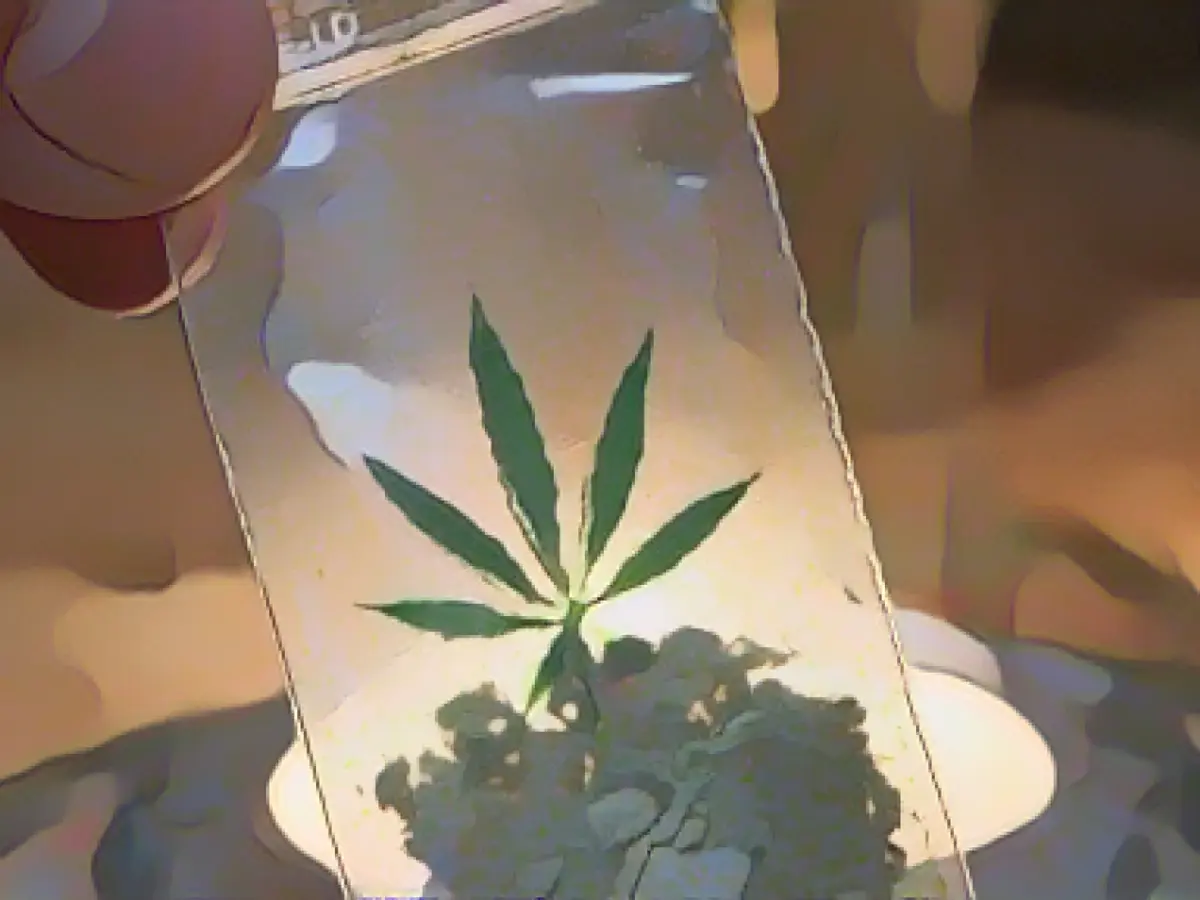 Netherlands tests sale of legally grown marijuana