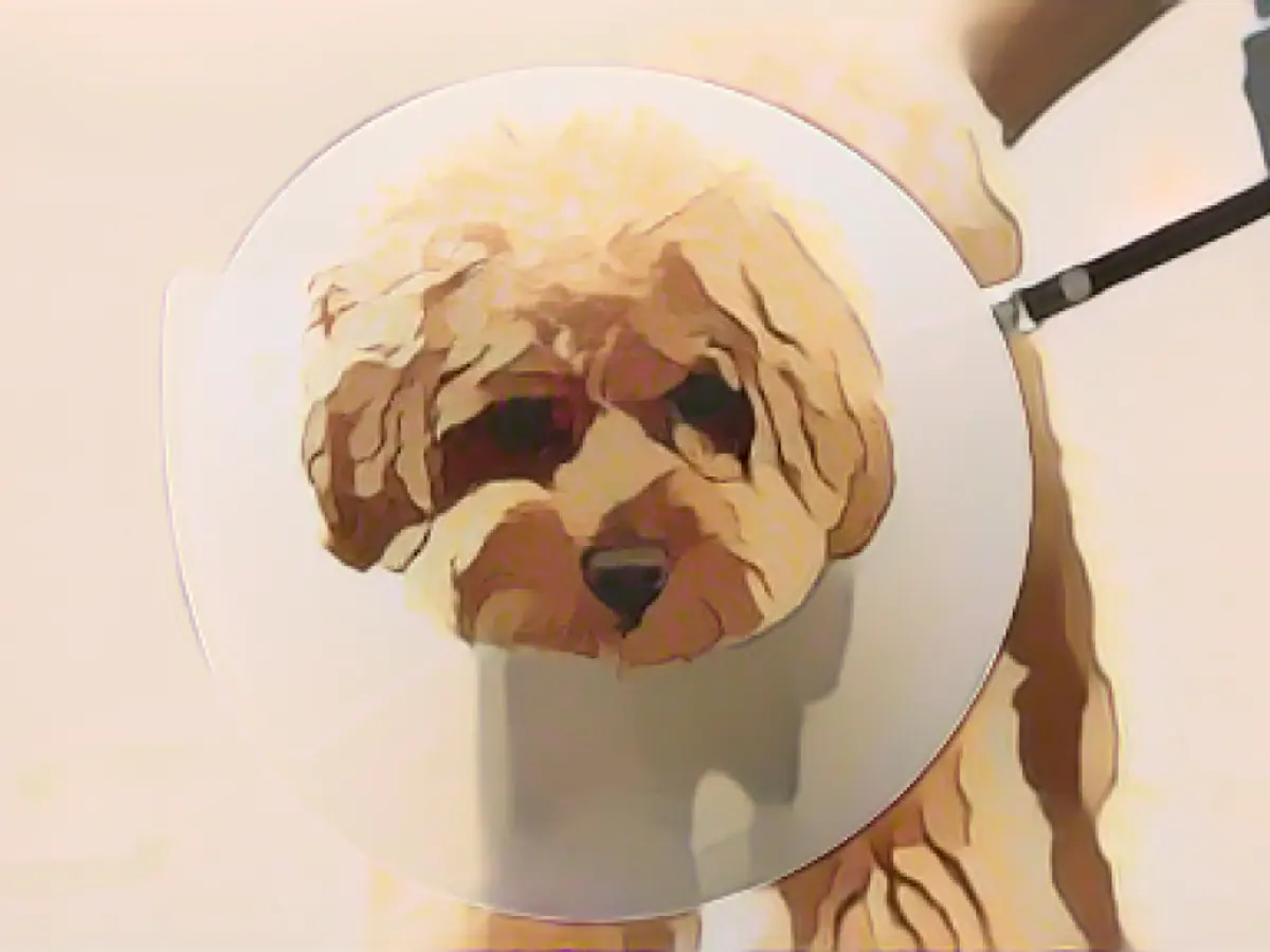 Where to get free veterinary care for your cat or dog