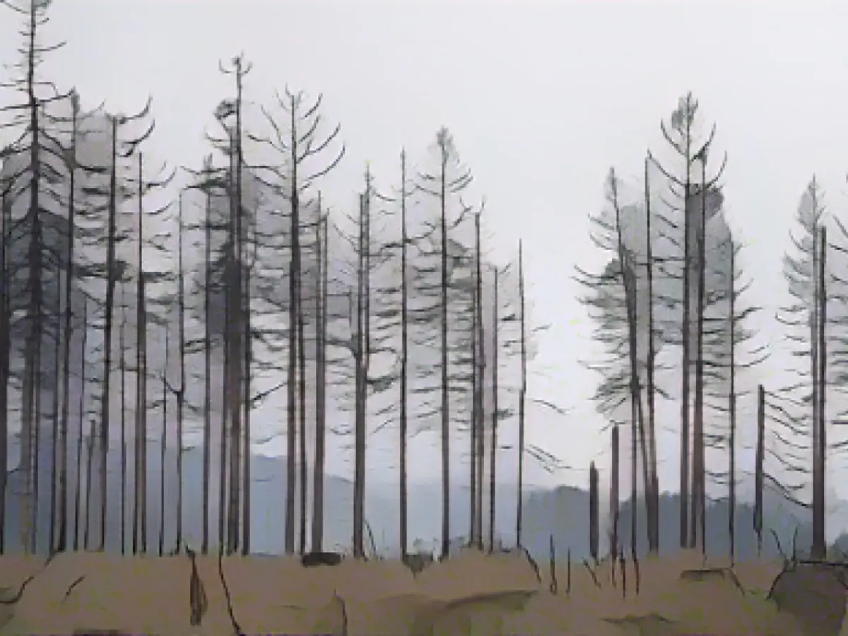 State of the forests causes concern