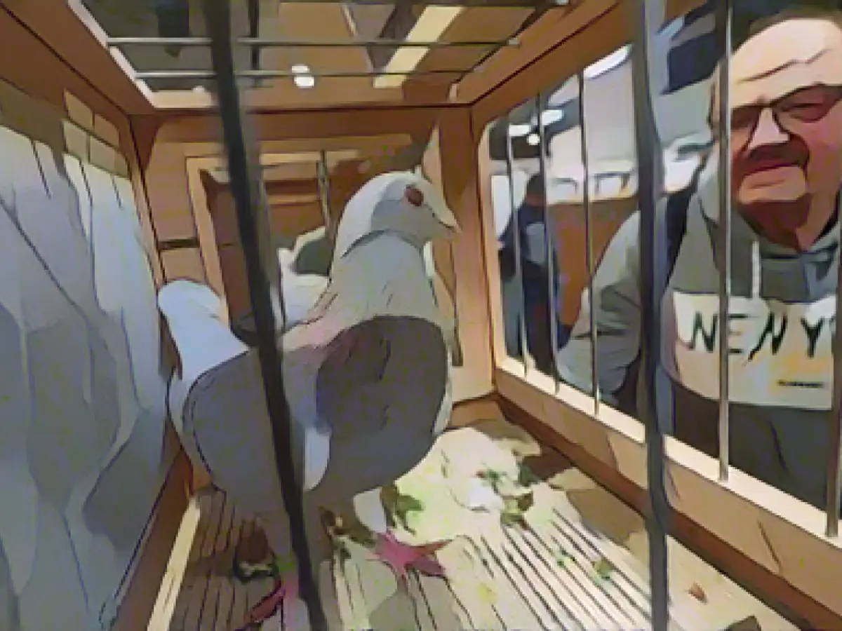 Carrier pigeon sold for 5900 euros at auction in Dortmund