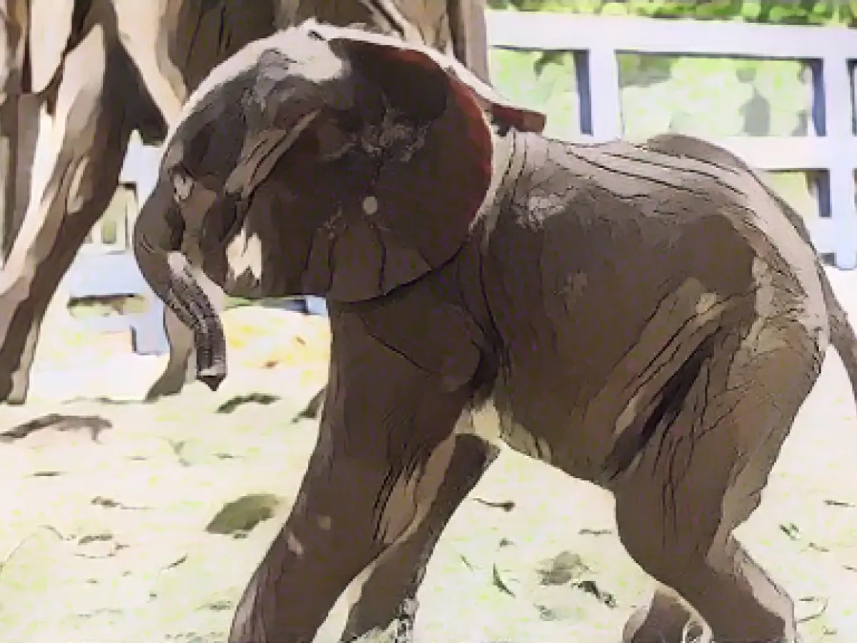 First African elephant baby born at Disney's Animal Kingdom in seven years, park says
