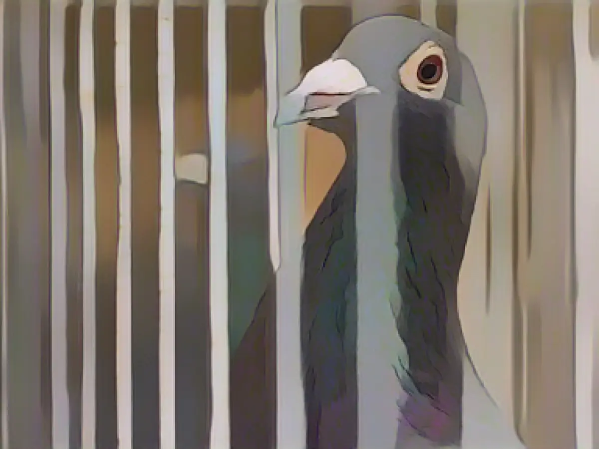 Carrier pigeon sold for 5,900 euros at auction in Dortmund