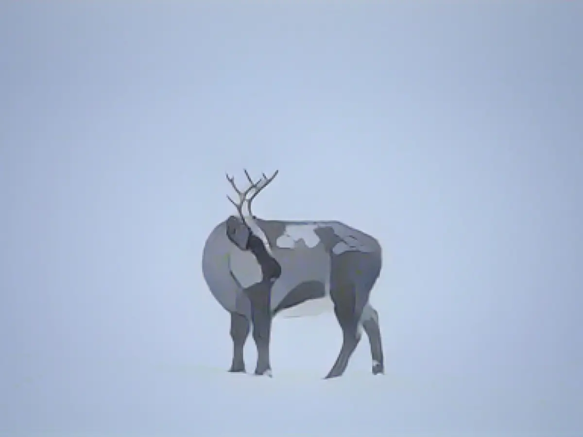 Climate crisis is causing reindeer problems