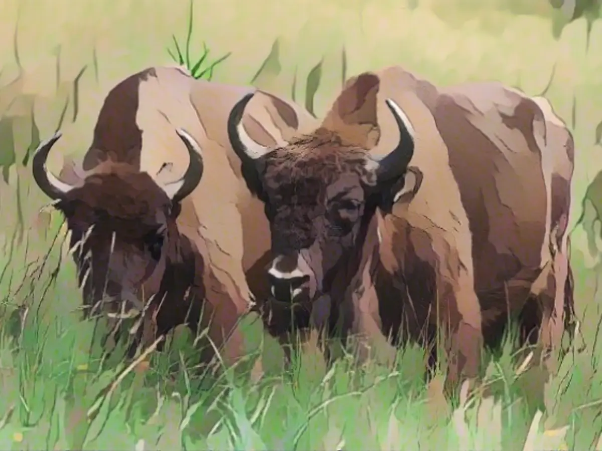The difficult existence of bison in Europe