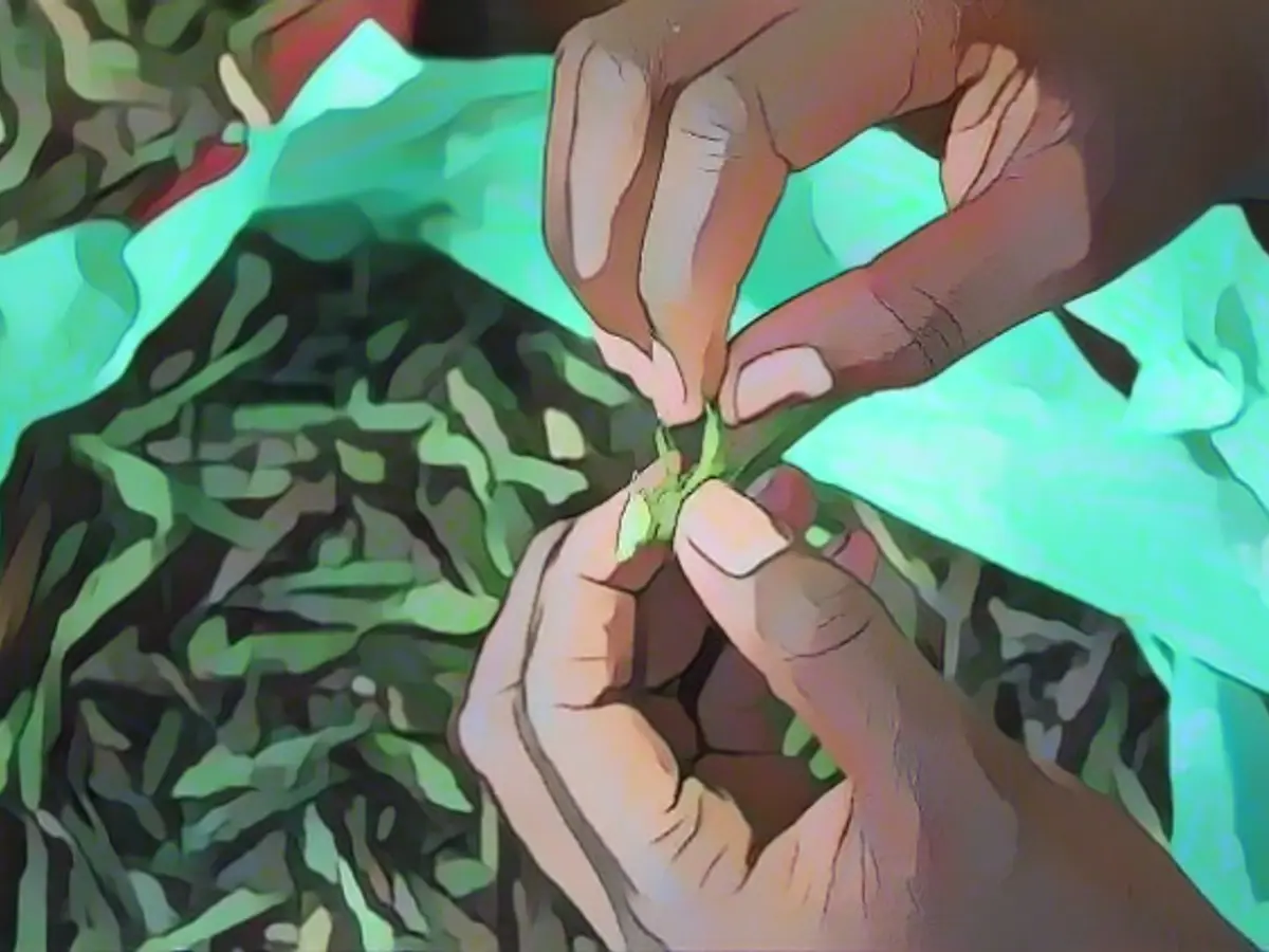 Uganda's locust catchers fear for crunchy snack