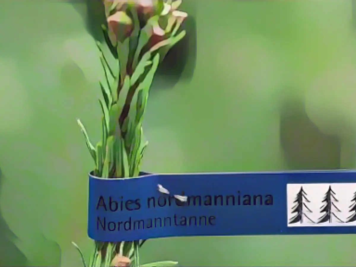 Christmas tree sellers satisfied with business so far