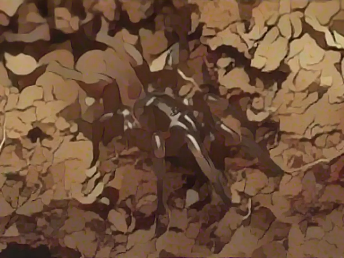 Resurfaced after 92 years: Researchers discover "tap dancing spider" thought to be extinct