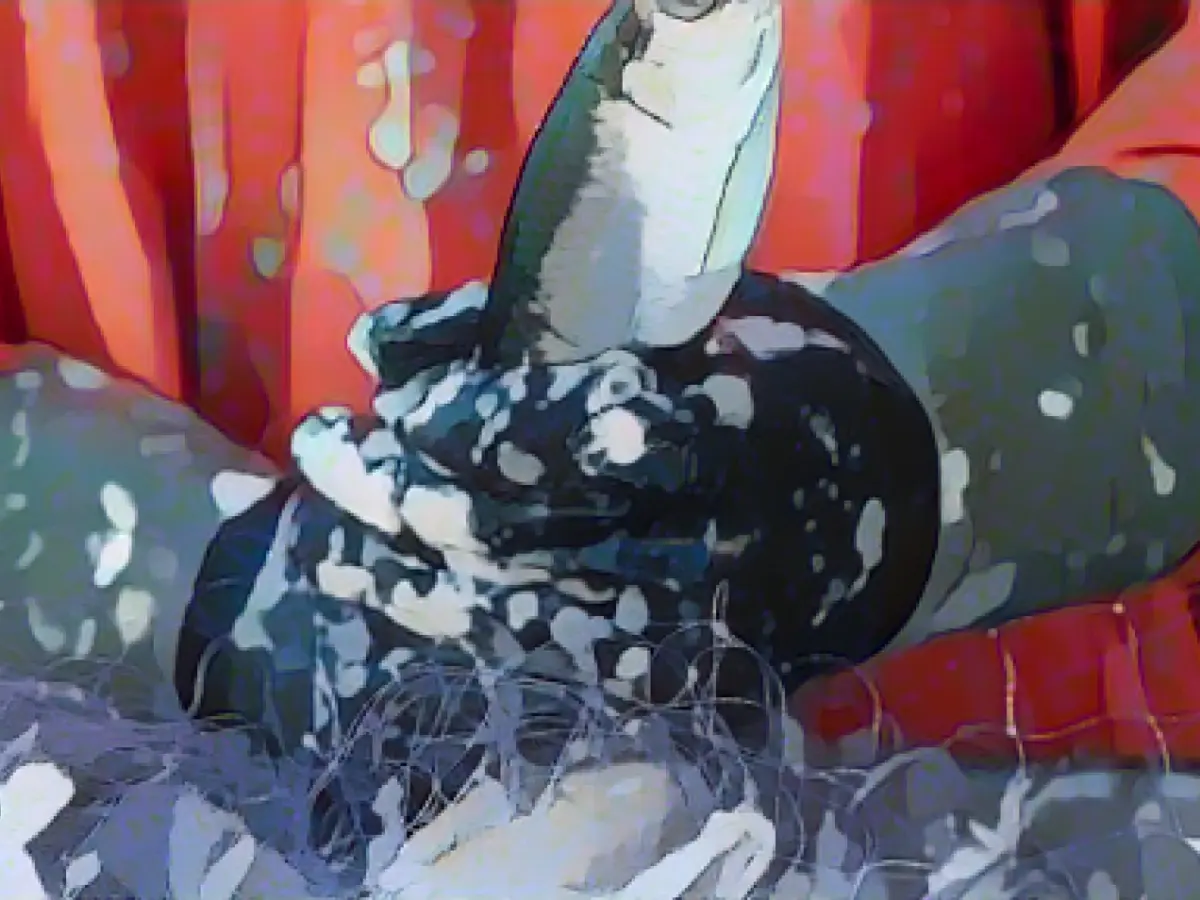 Commission presents plan for the future of Baltic Sea fisheries