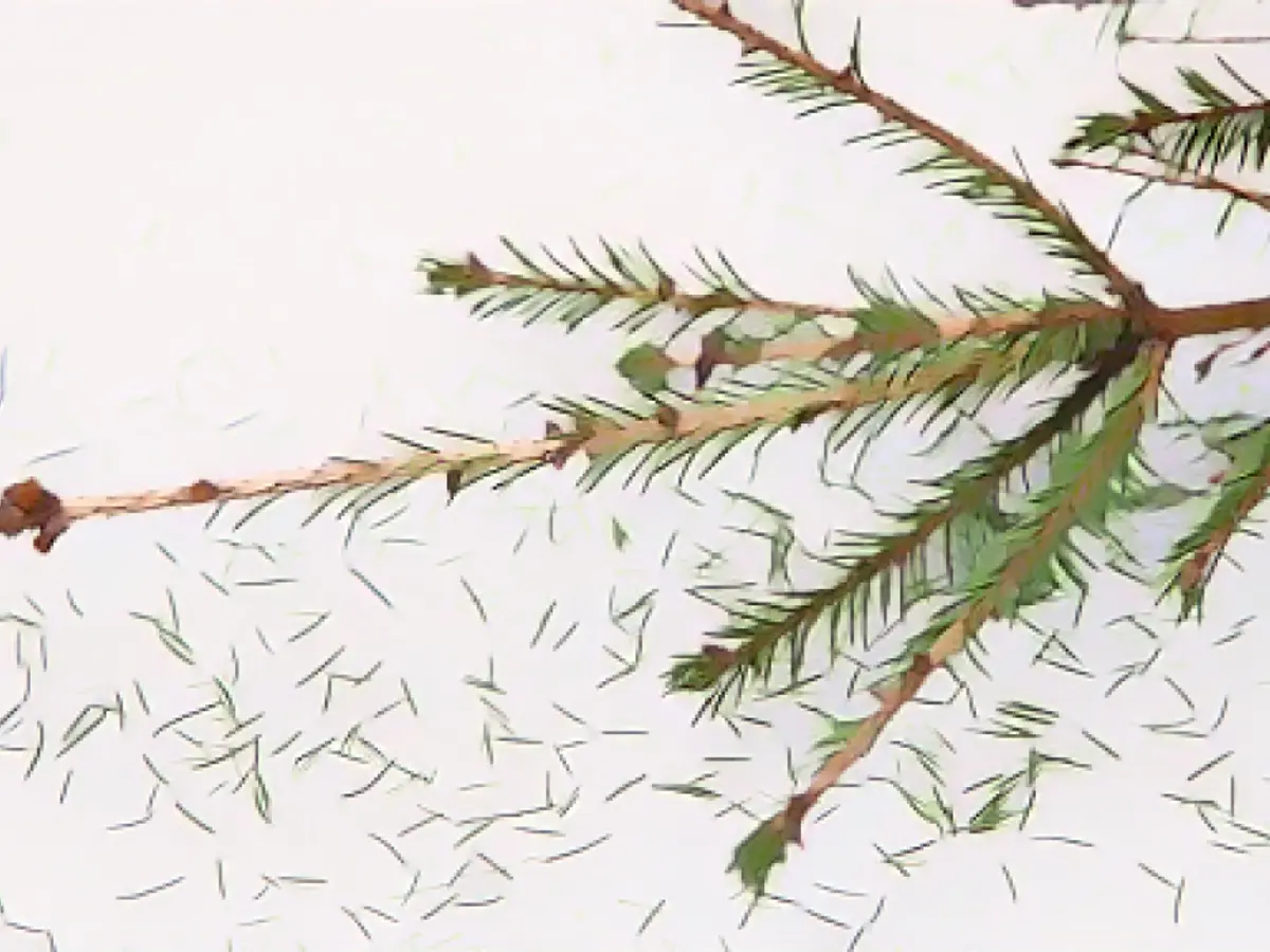 How to clean Christmas tree needles without damaging your vacuum cleaner