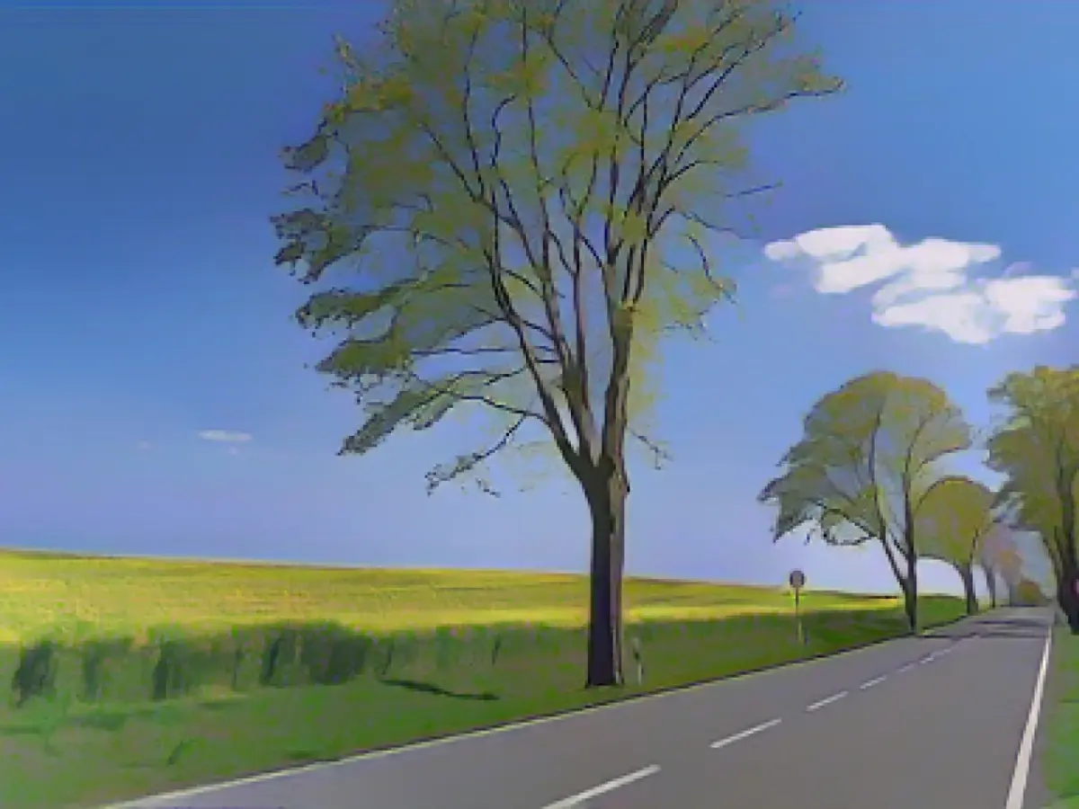 Fewer than one in three felled avenue trees replanted