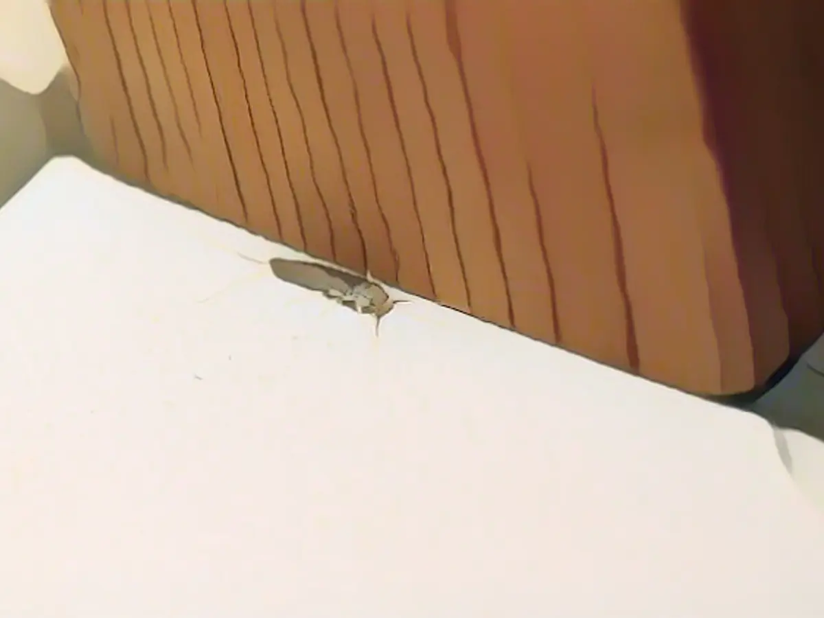 Pest removal is the responsibility of the landlord