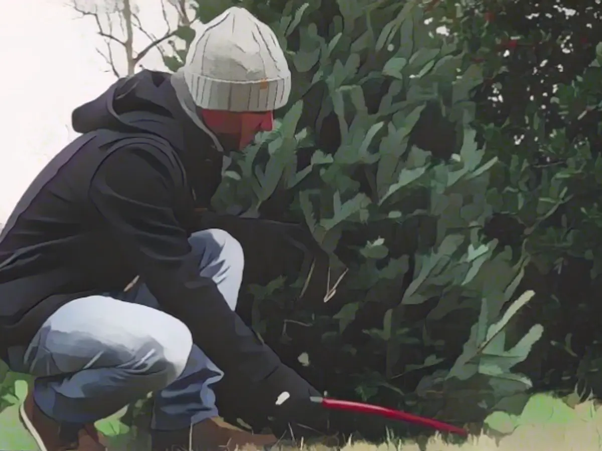 Natural Christmas Trees vs. Artificial Christmas Trees: Which Christmas Tree Is More Climate-Friendly?