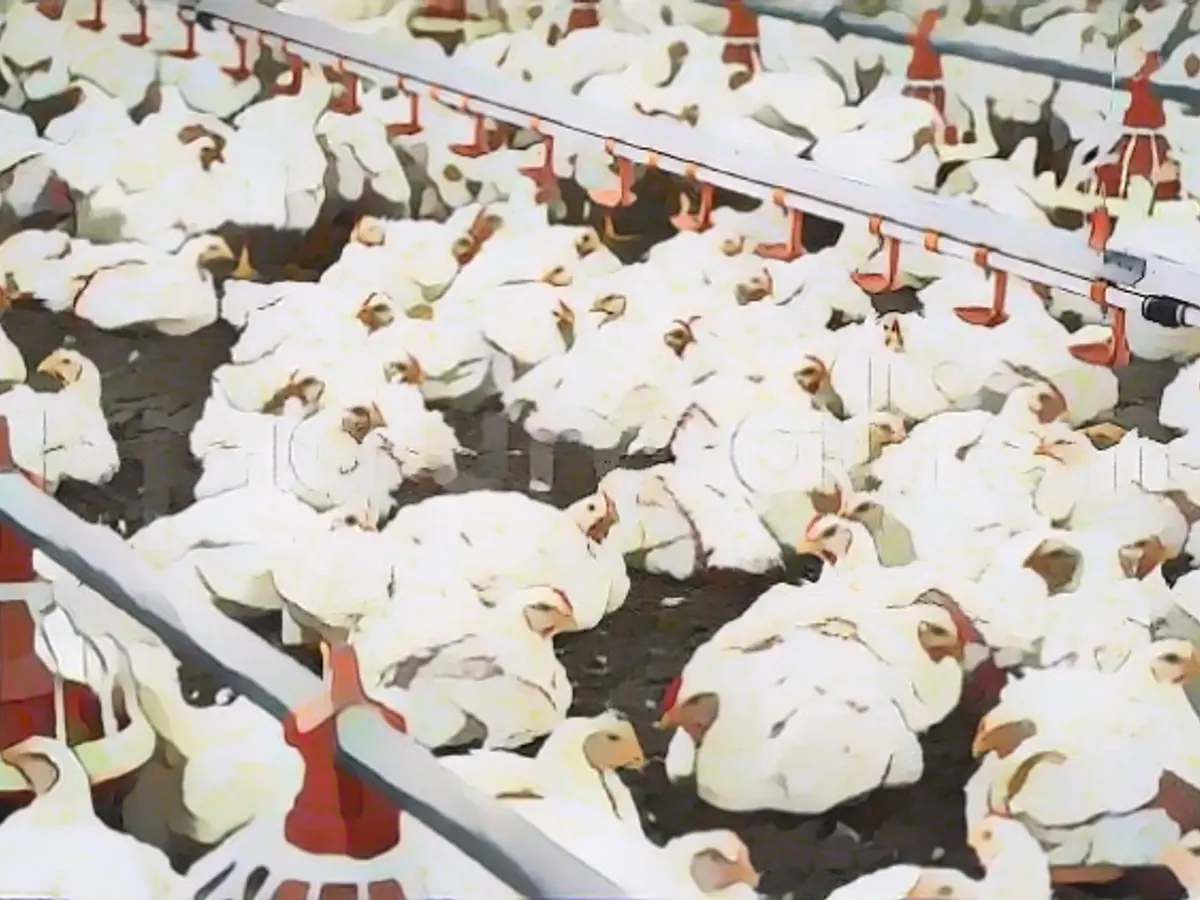 How factory farming made a virus dangerous