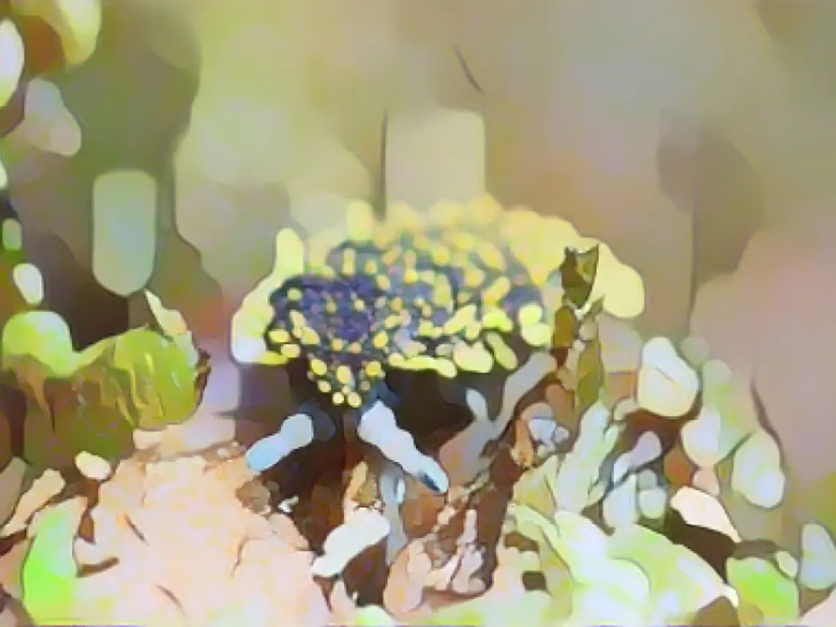 Extraordinary photos reveal secret realms of soil