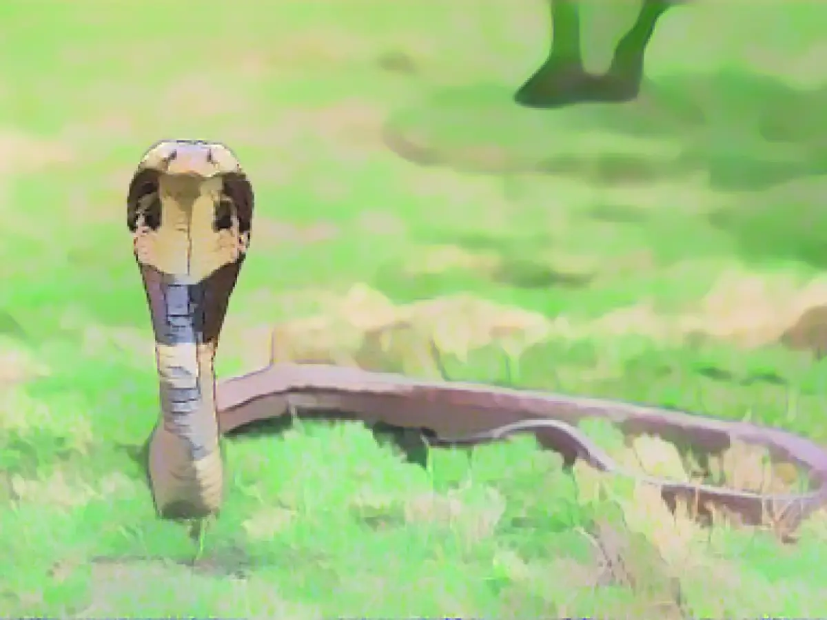 How to survive a cobra bite—or better yet, how to avoid a cobra bite altogether