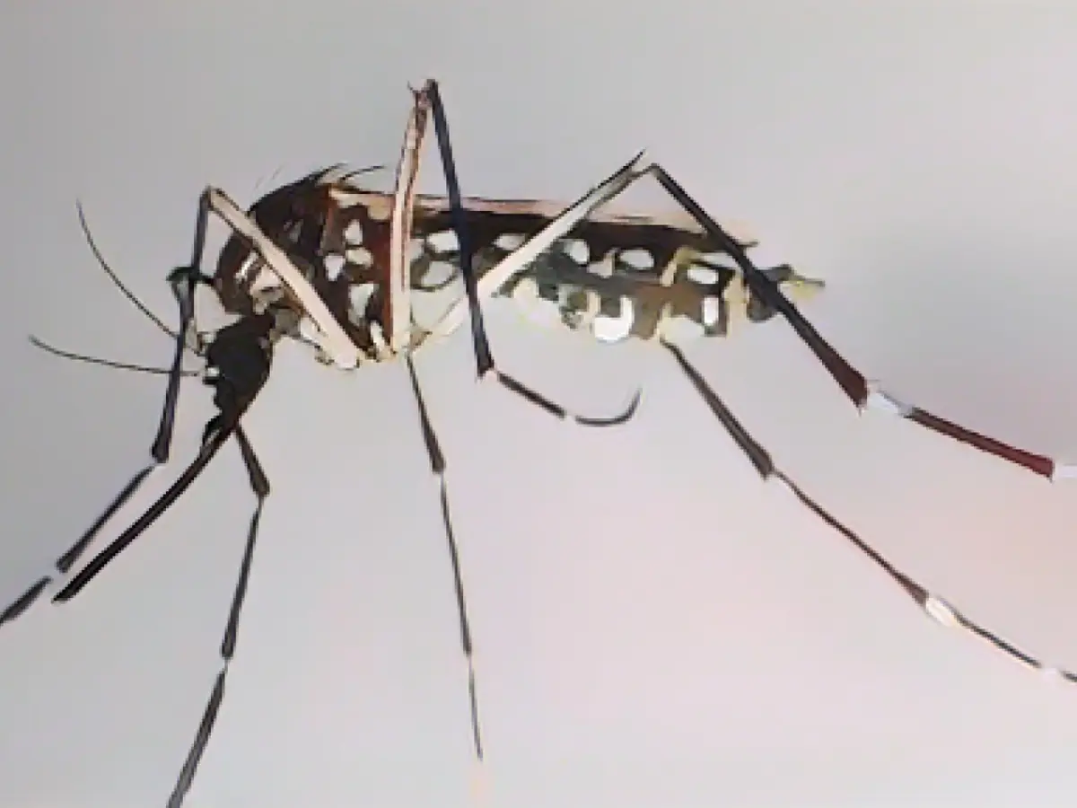 WHO warns of the spread of dengue fever in Europe