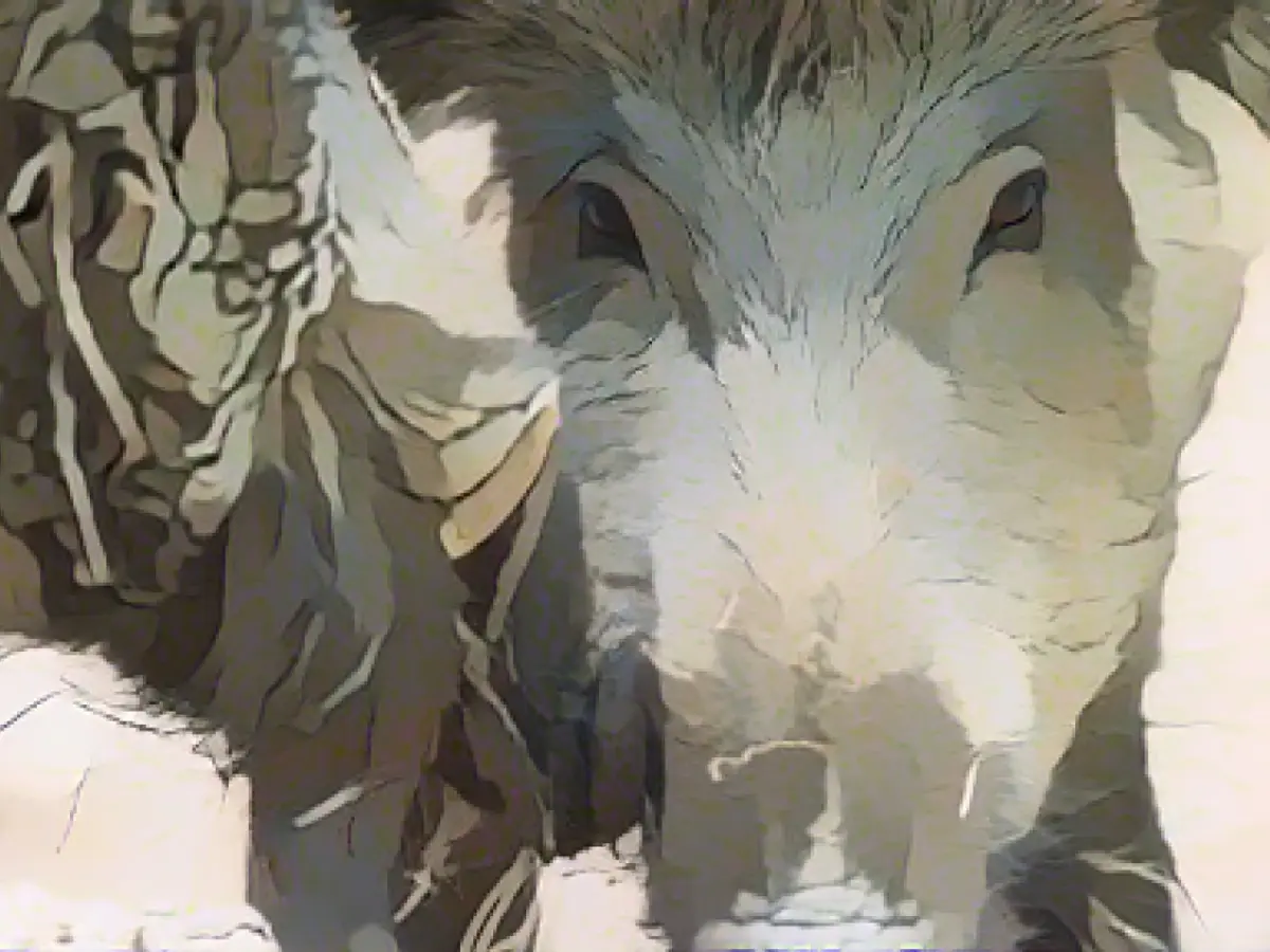 Swine fever banned from MV: State promotes hunting