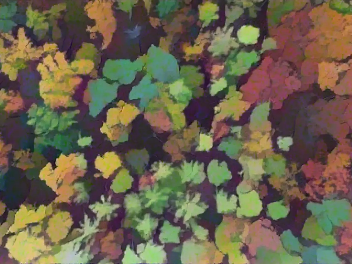 Conservationists take legal action against forest clearance for industrial park on A14