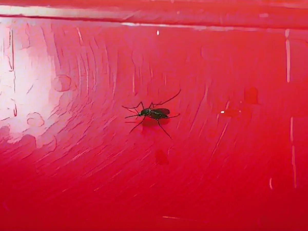 Dengue fever can spread in Europe