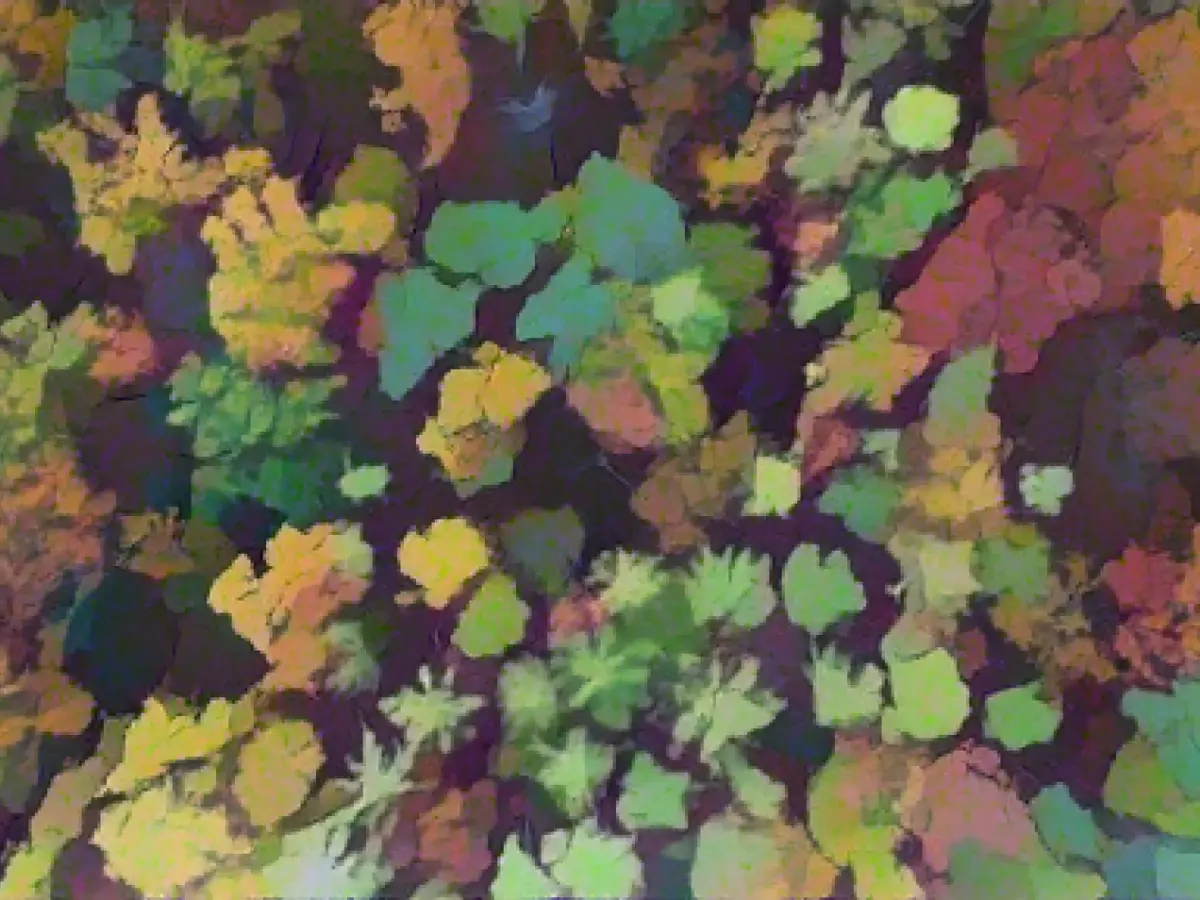 Wispertaunus large-scale nature conservation project takes shape