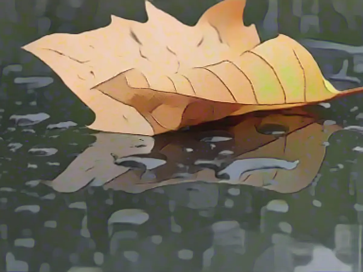 "Trees are stressed": groundwater levels continue to fall