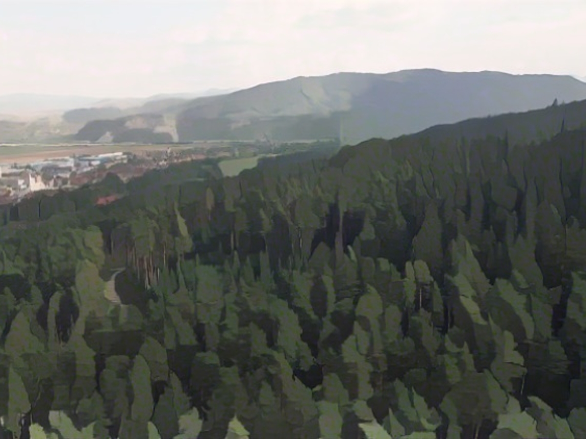 Timber mafia rages in Romania's last primeval forest