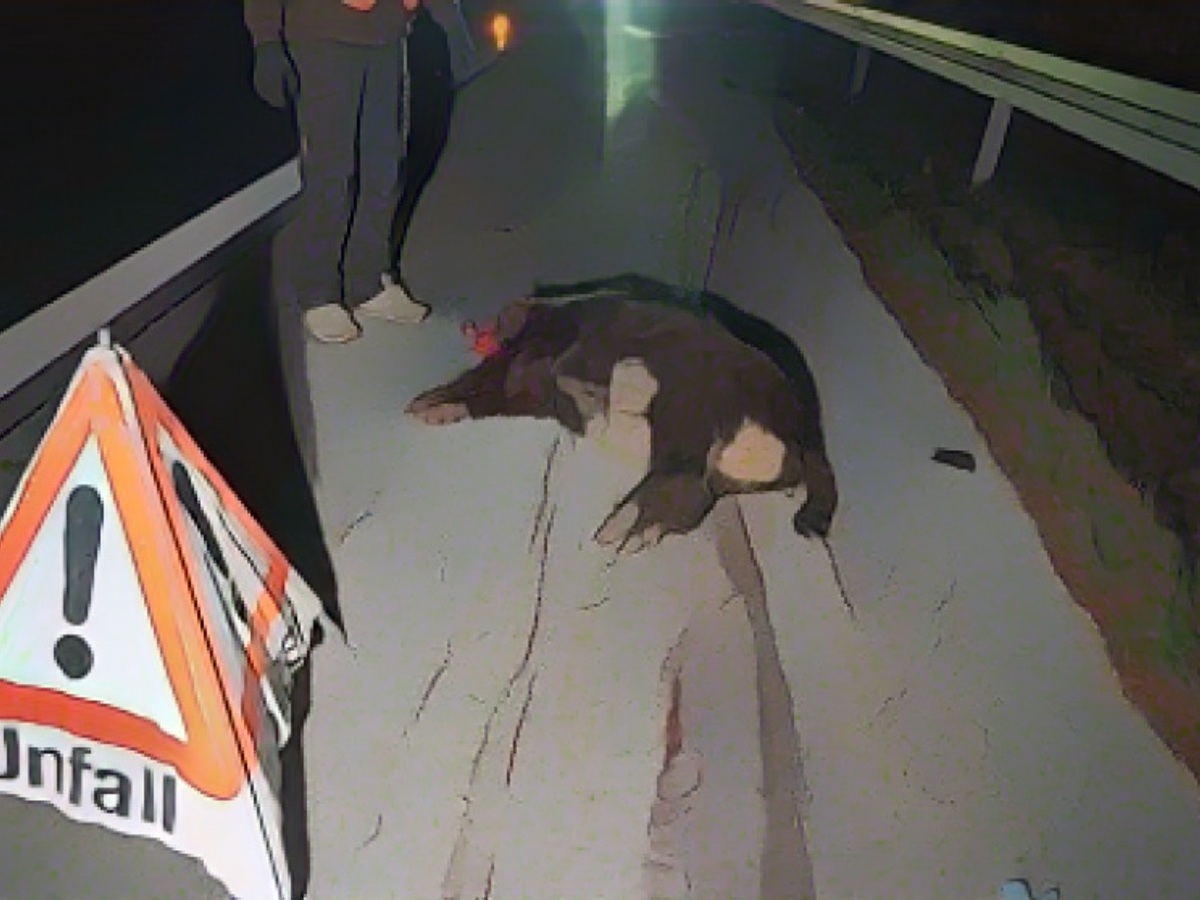 "Help, there are wild boars on the road"