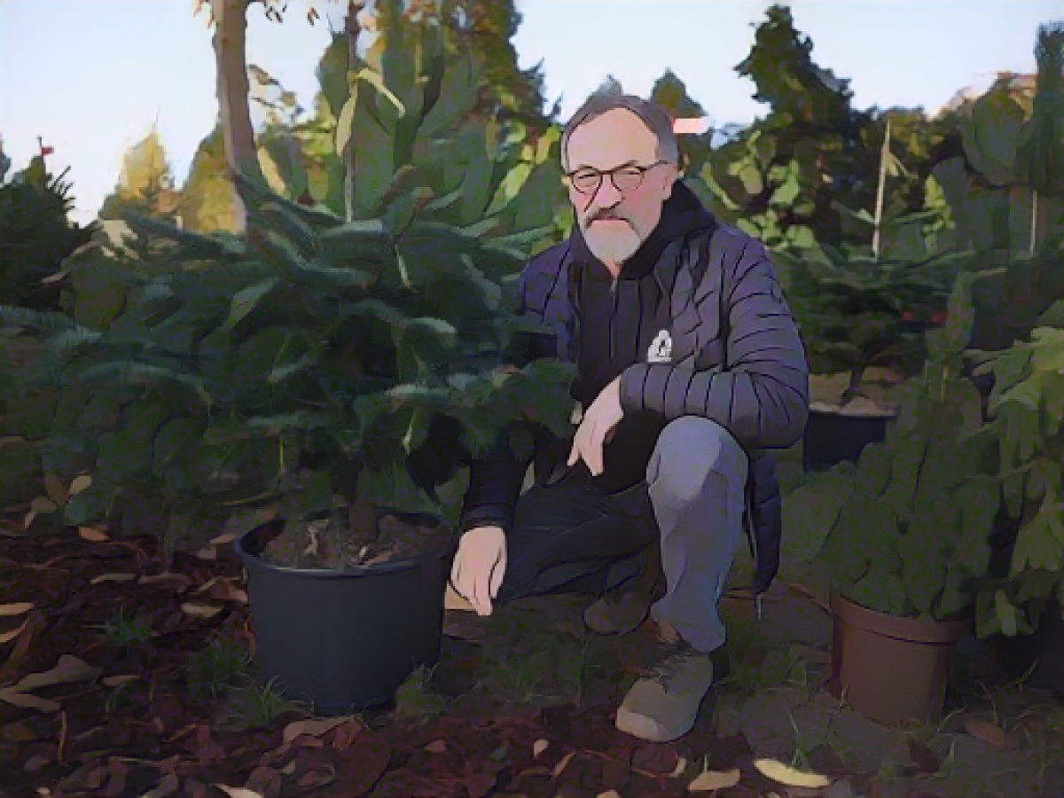 Christmas tree growers: people save on trees for the festive season