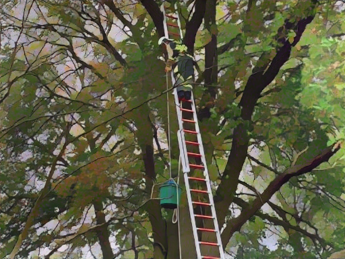Fire department rescues cat from a height of eleven meters