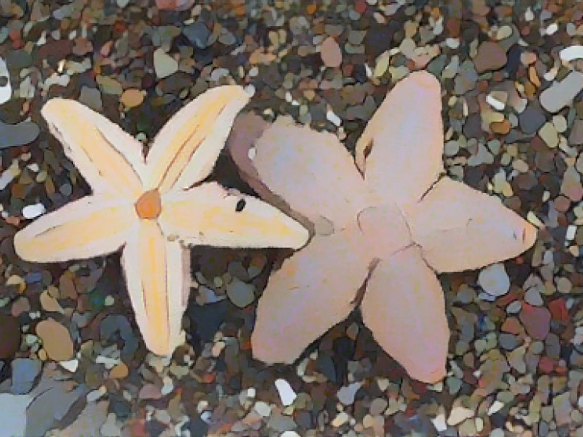 Starfish consist only of a head