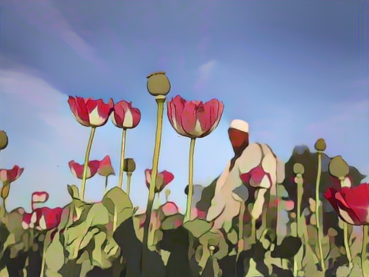 UN: Opium cultivation in Afghanistan on the decline
