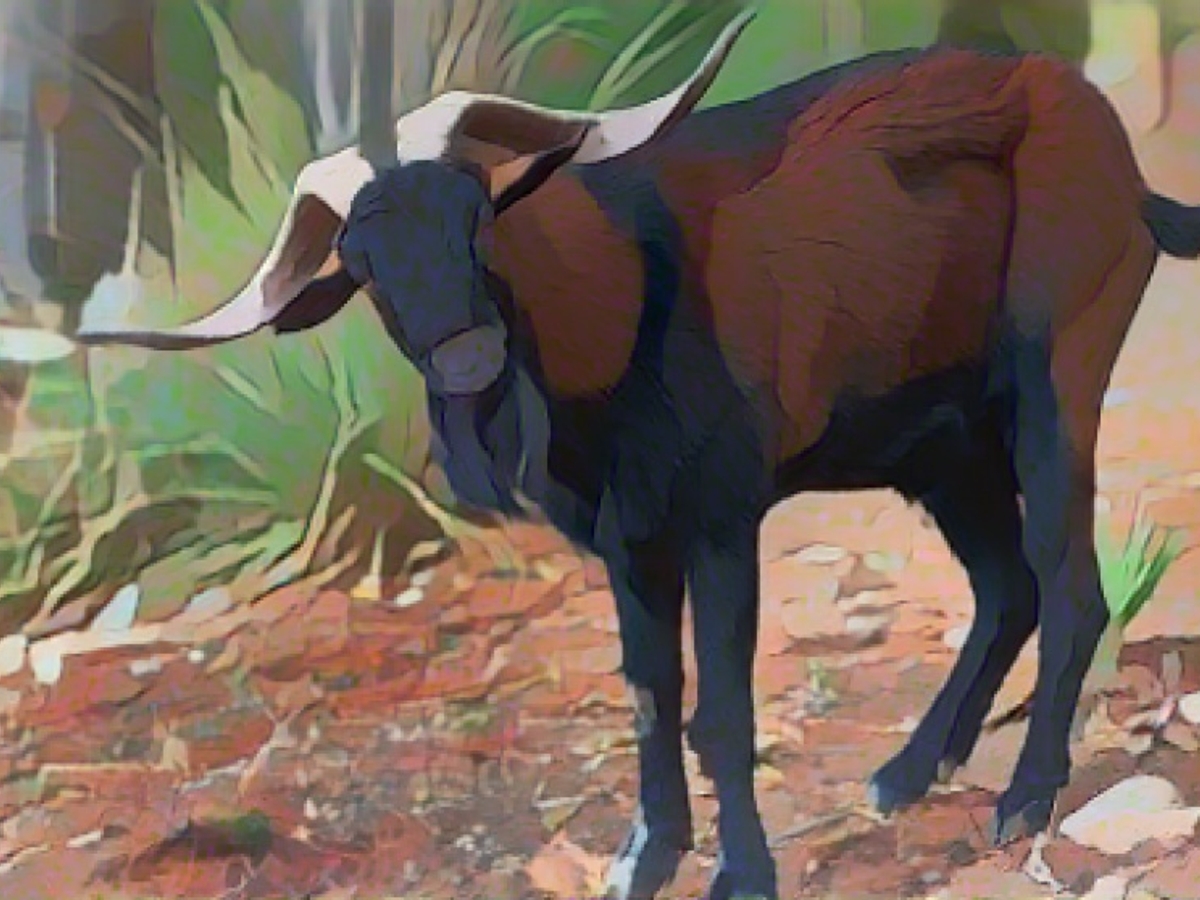 Goat found with its throat cut