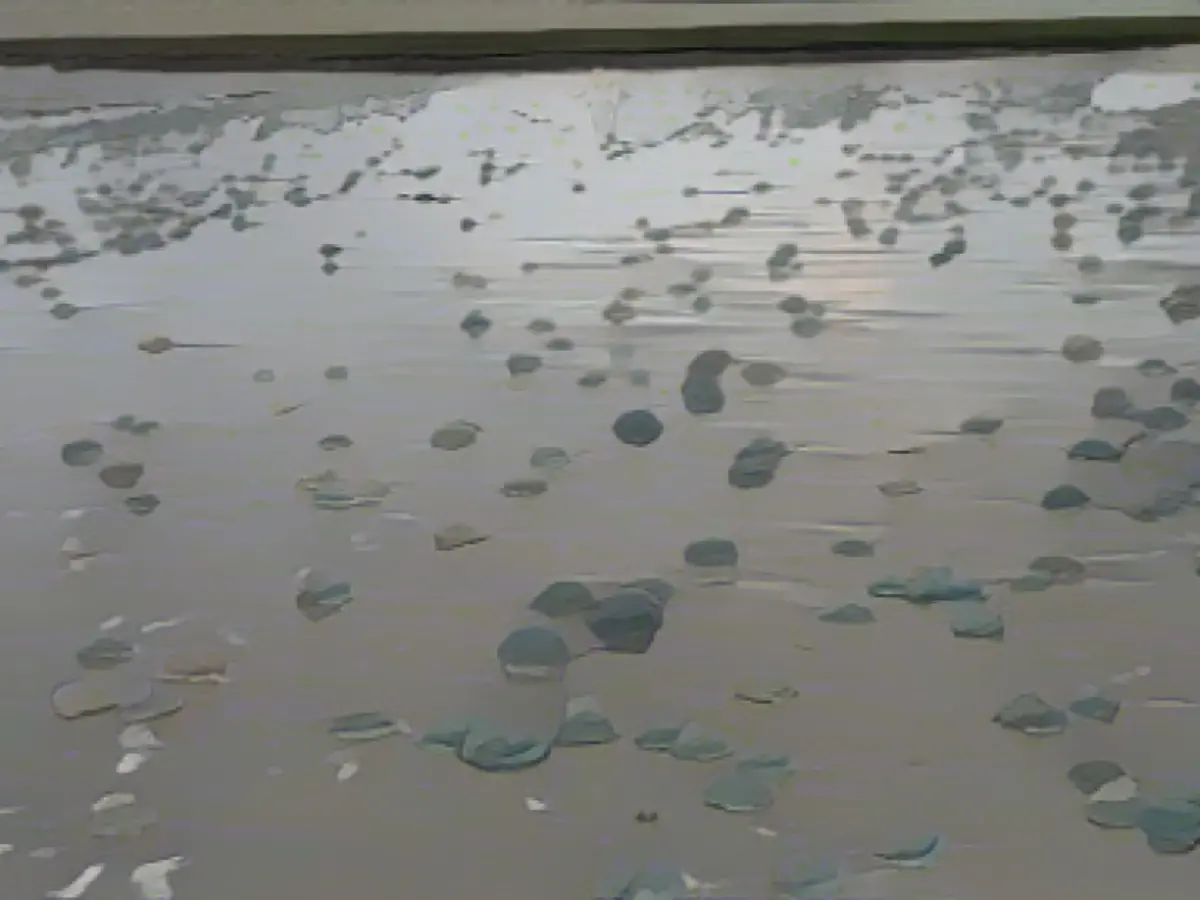 Thousands of dead jellyfish on the "ghost ship beach"