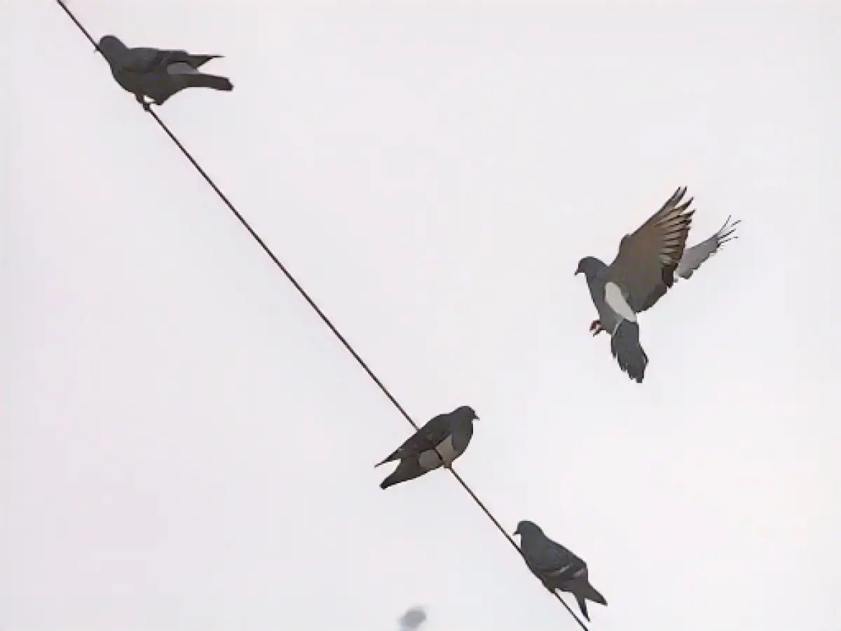 Dispute over pigeons: animal rights activists against possible killing