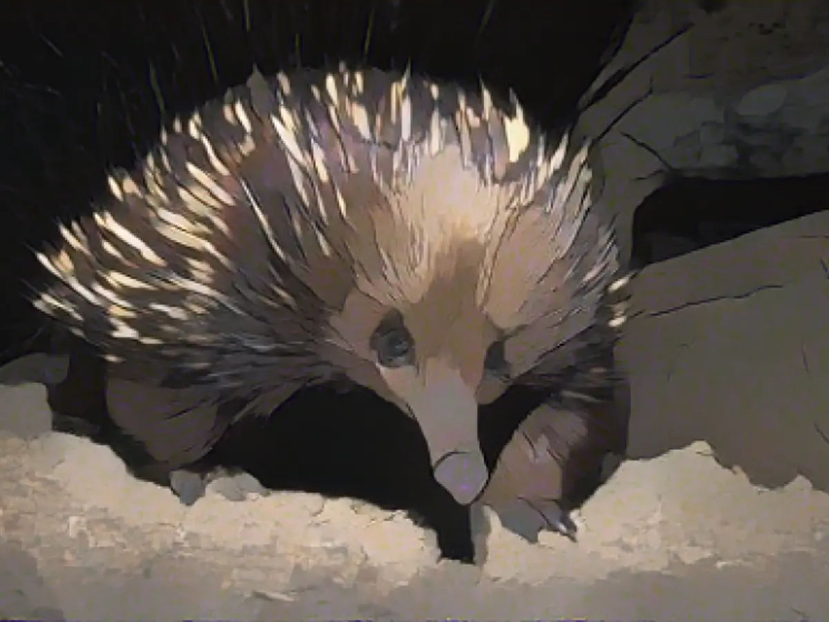 The echidna is not extinct after all