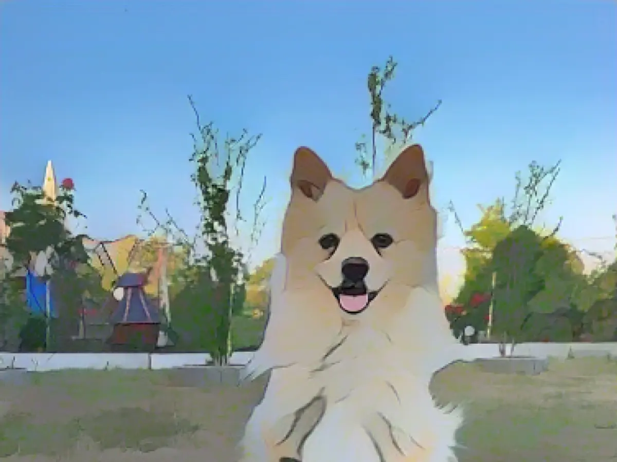 Four new paws for Spitz Cuba