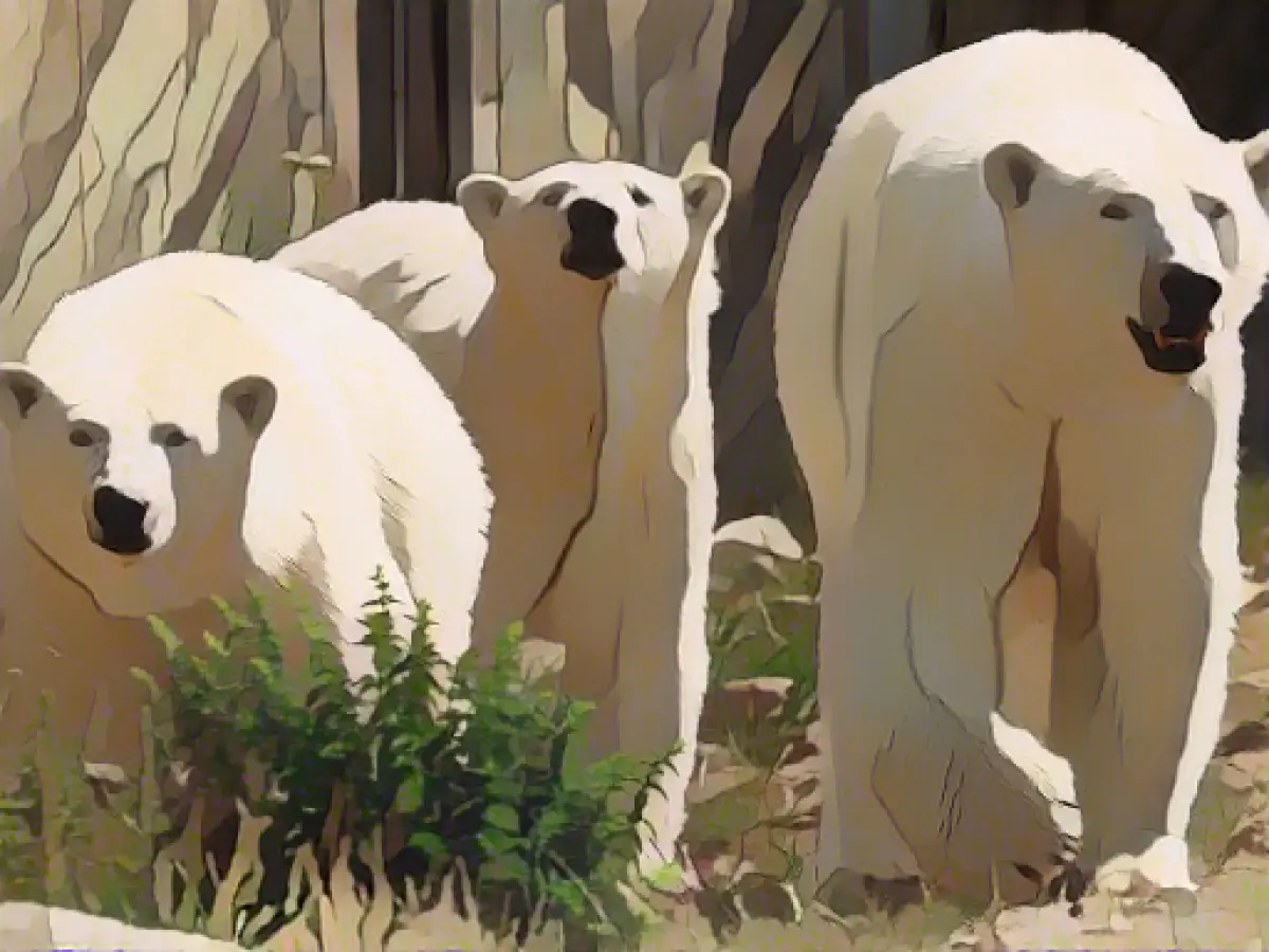 Polar bear twins Kaja and Skadi are already two years old