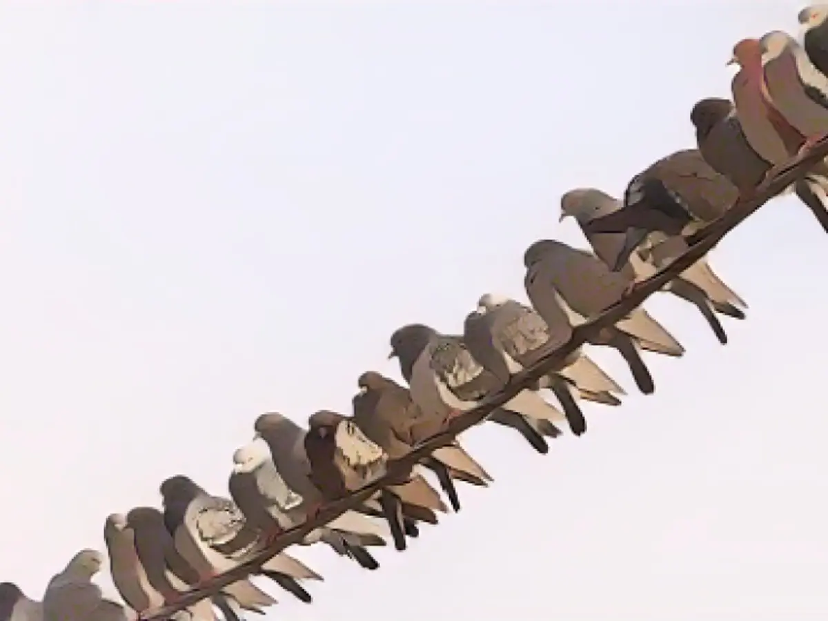 1000 pigeons are to have their necks broken