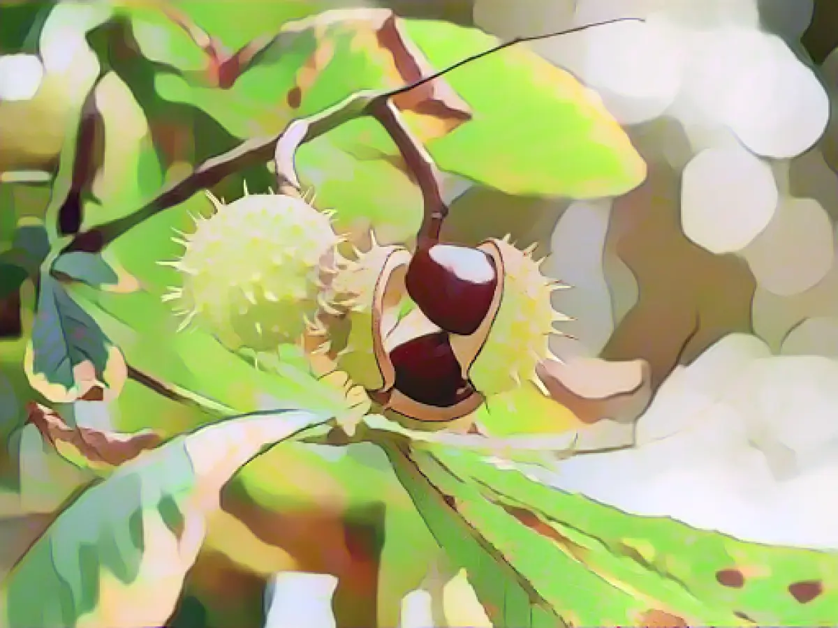 Strong winds expected during the day and frost at night