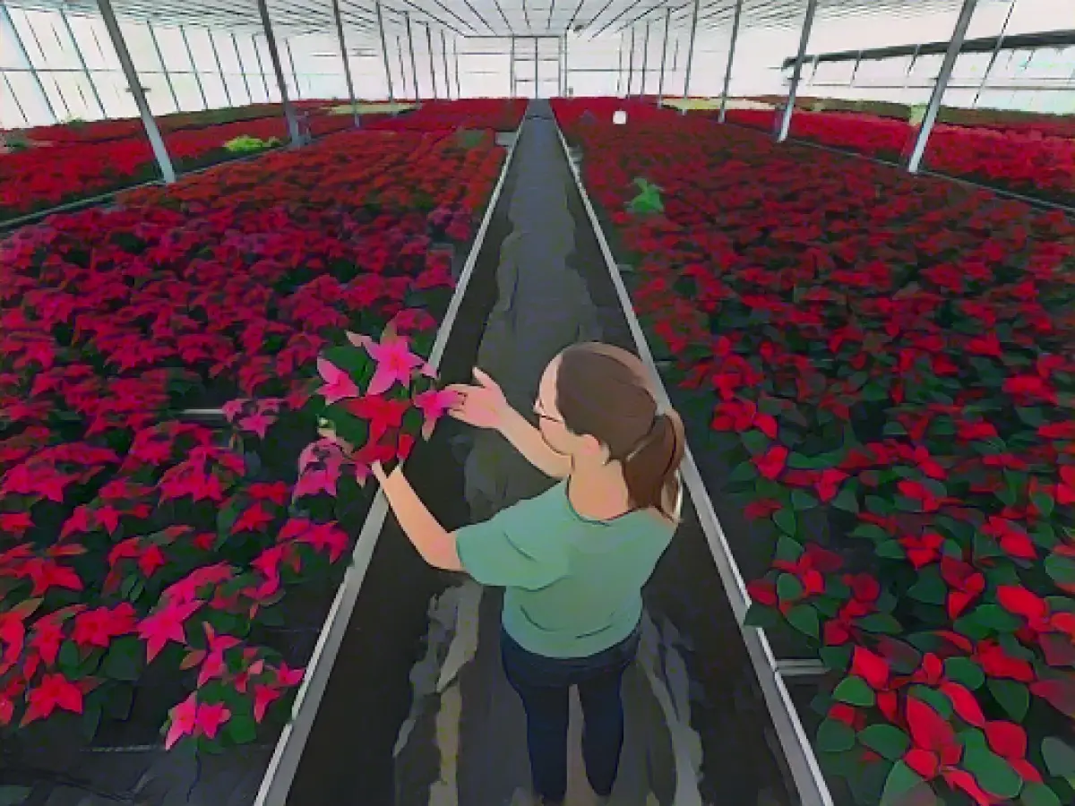 Poinsettia season at home again