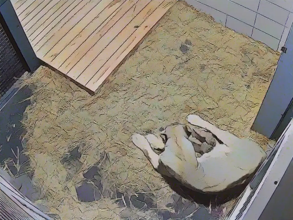 For the second time in four months: Lion cubs in Schwerin