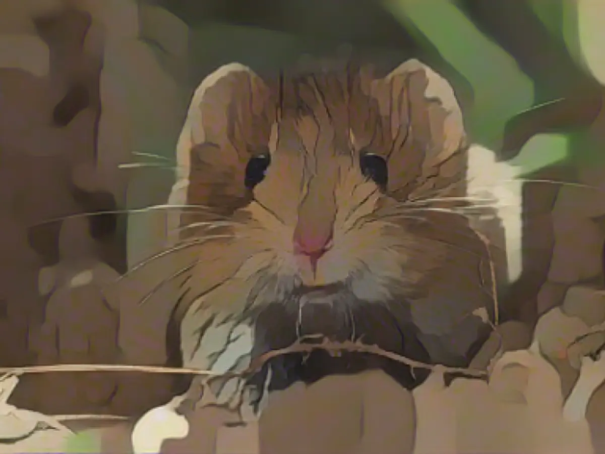 Mice are devouring our forests