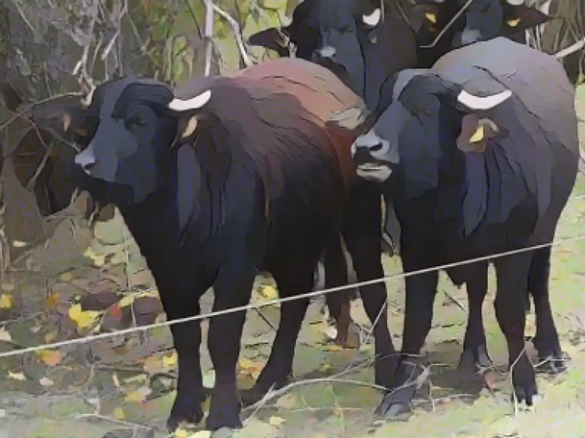 Water buffalo as lawn mowers