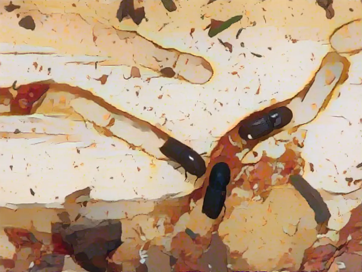 Over 120 trees in Altona's Volkspark to be felled