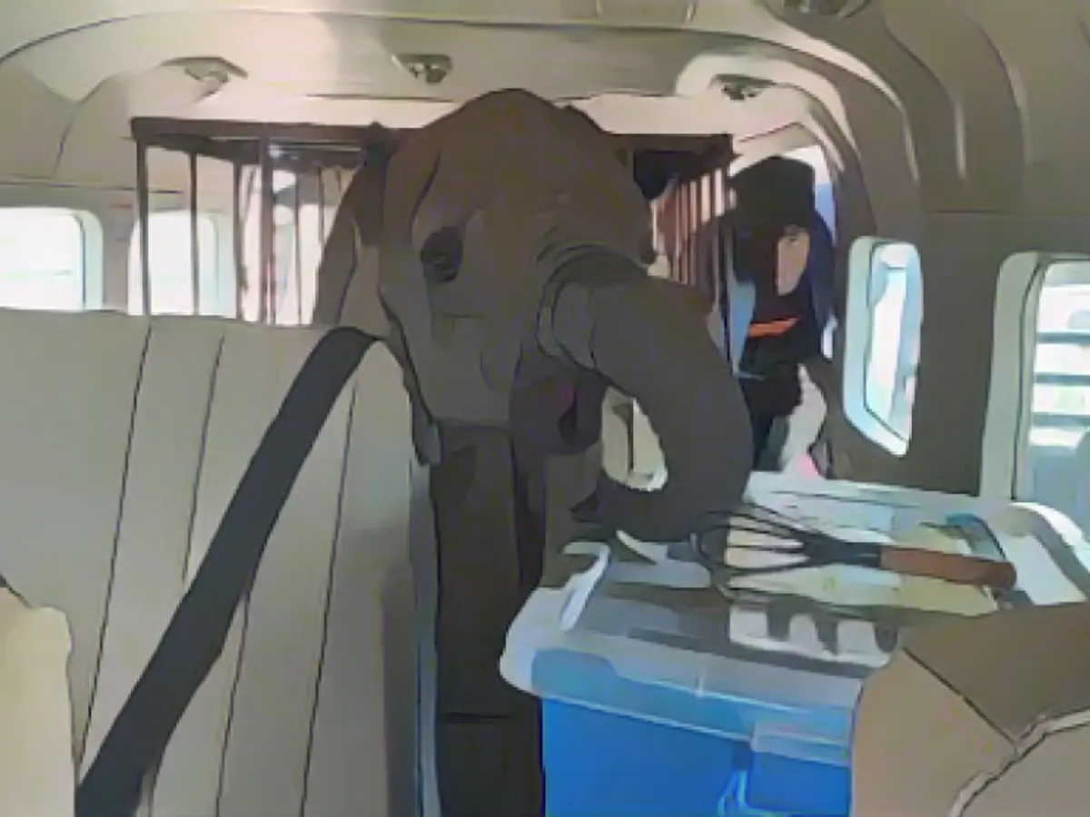 Lonely baby elephant flies to its new home