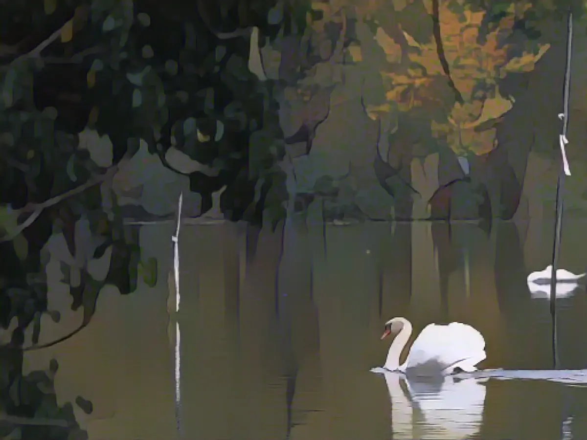 Hamburg swans are collected for their winter quarters
