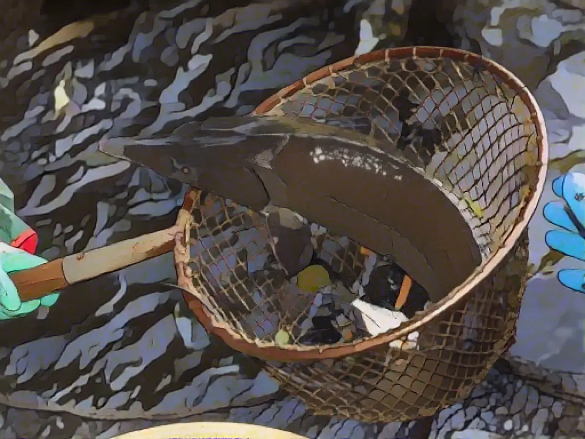 Sturgeon and caviar: study often shows illegal origin